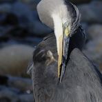 Insolito Cinerino