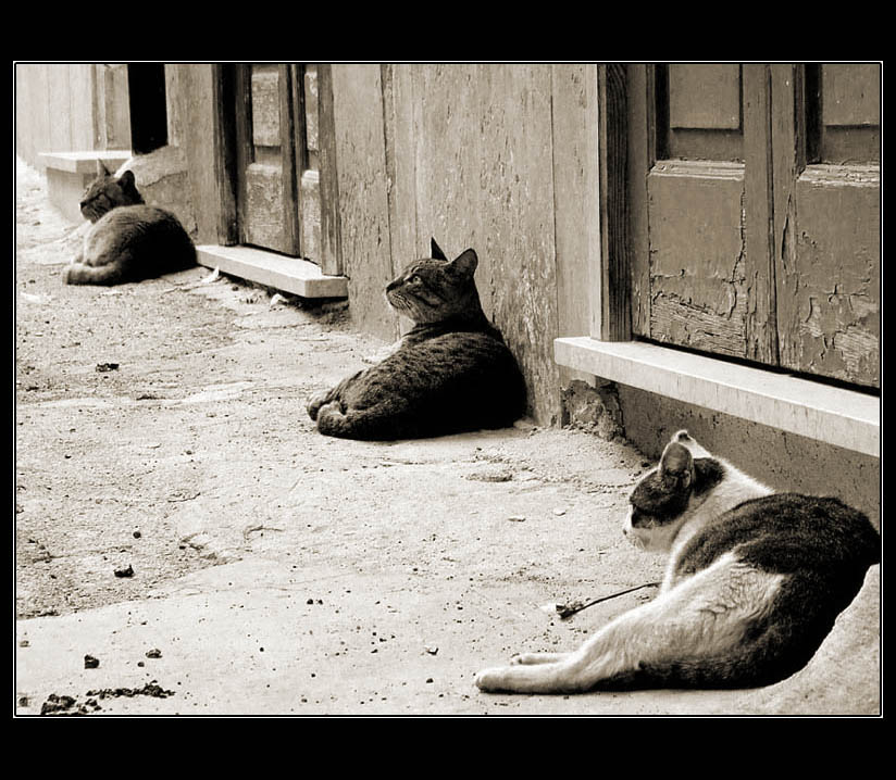 Insolito esemplare di Gatto da guardia