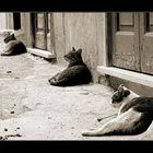 Insolito esemplare di Gatto da guardia