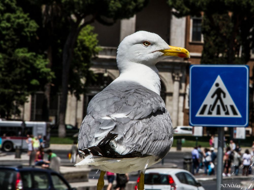 INSPECTOR DE TRANSITO