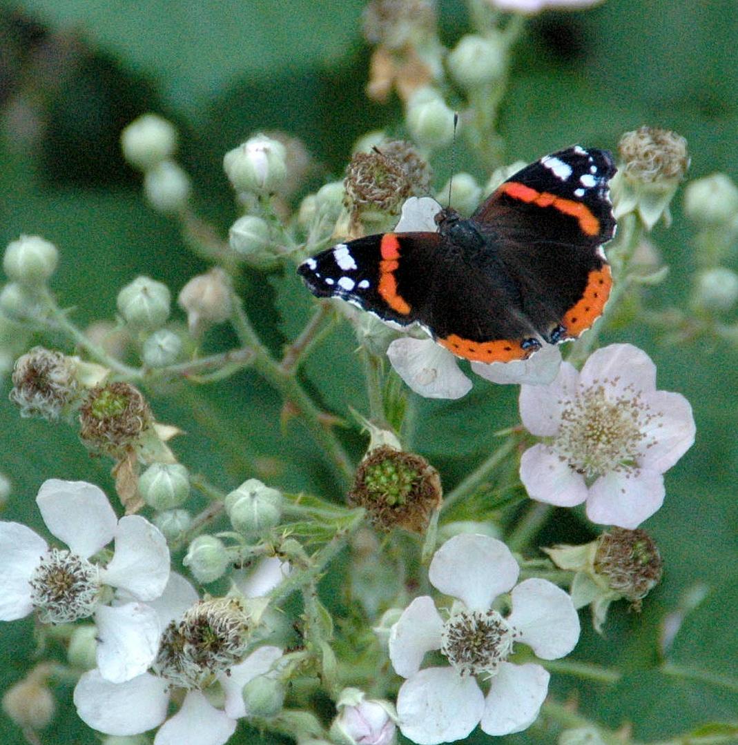 Inspektion auf den Brombeerblüten