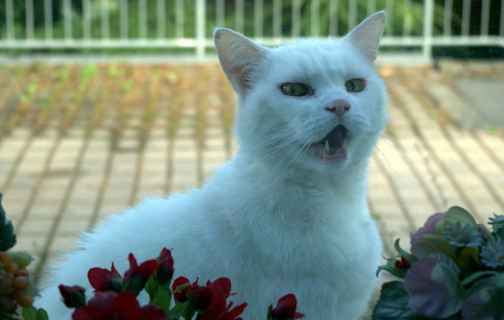 Inspektion durch eine KATZE