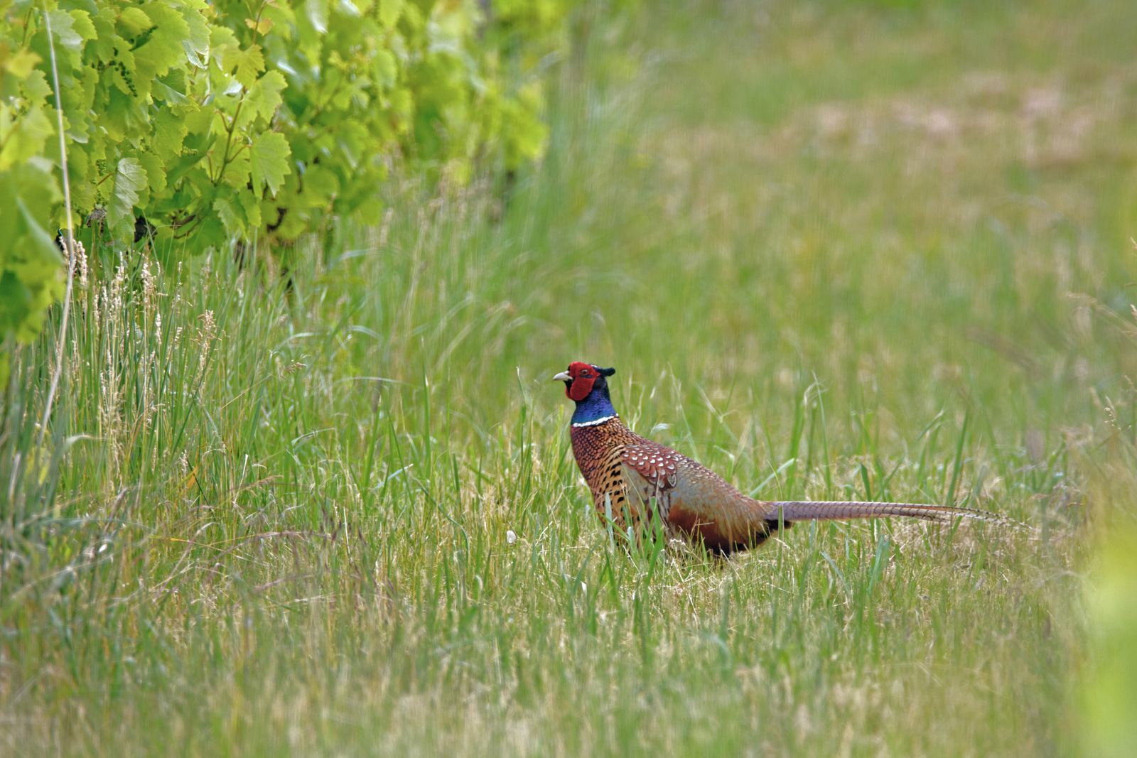 Inspektion im Weingut.