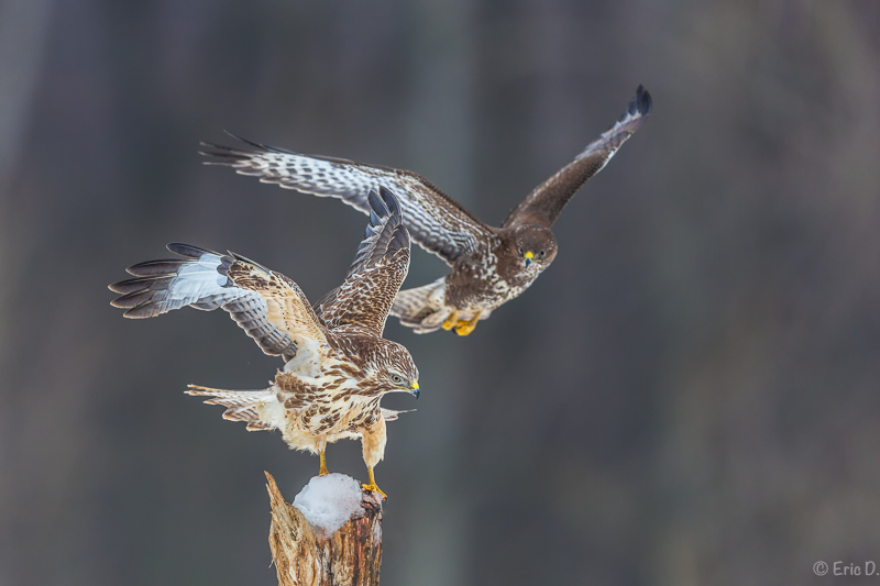 Inspektionsflug