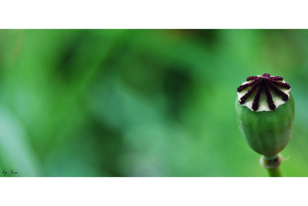 Inspiration ~ Mohn