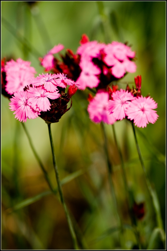 Inspirationen aus dem Rosengarten Zweibrücken 8