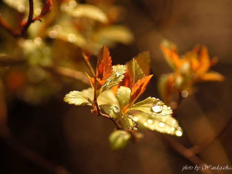 Inspirationen aus der Natur..