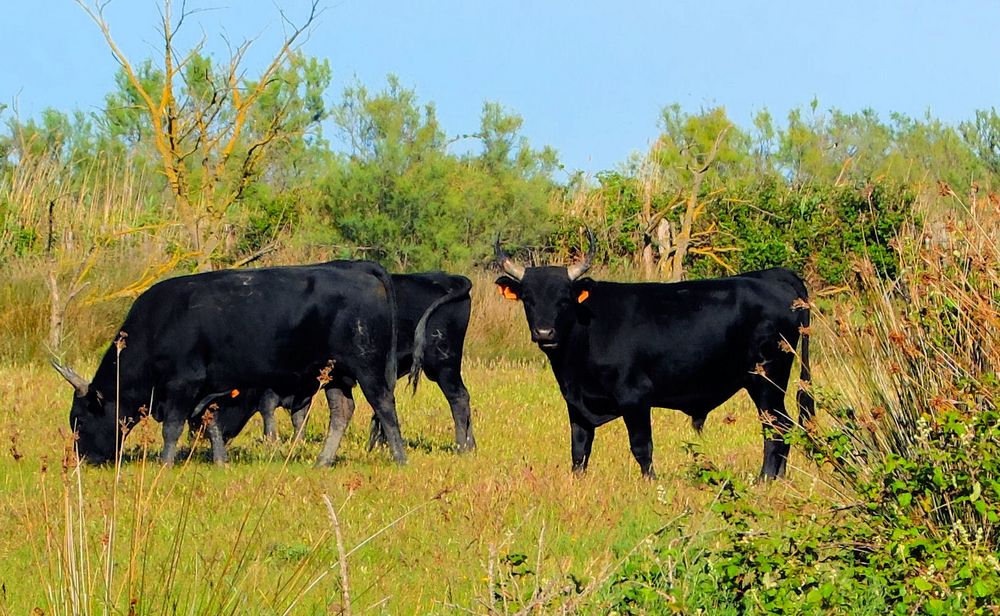 Instant-Camargue (3)