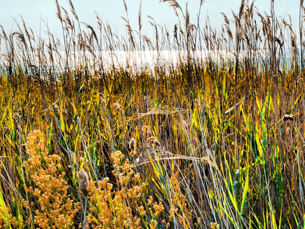 Instant-Camargue...