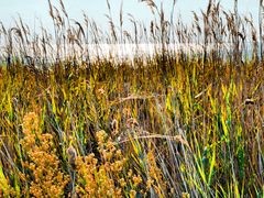 Instant-Camargue...