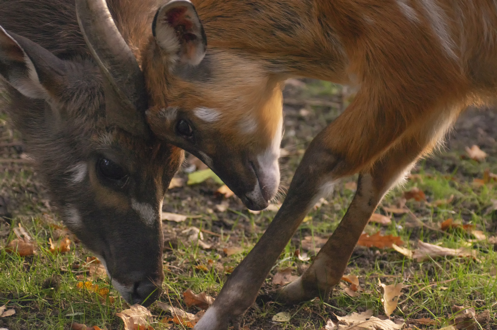 Instant de tendresse (Tragelaphus angasii, nyala)