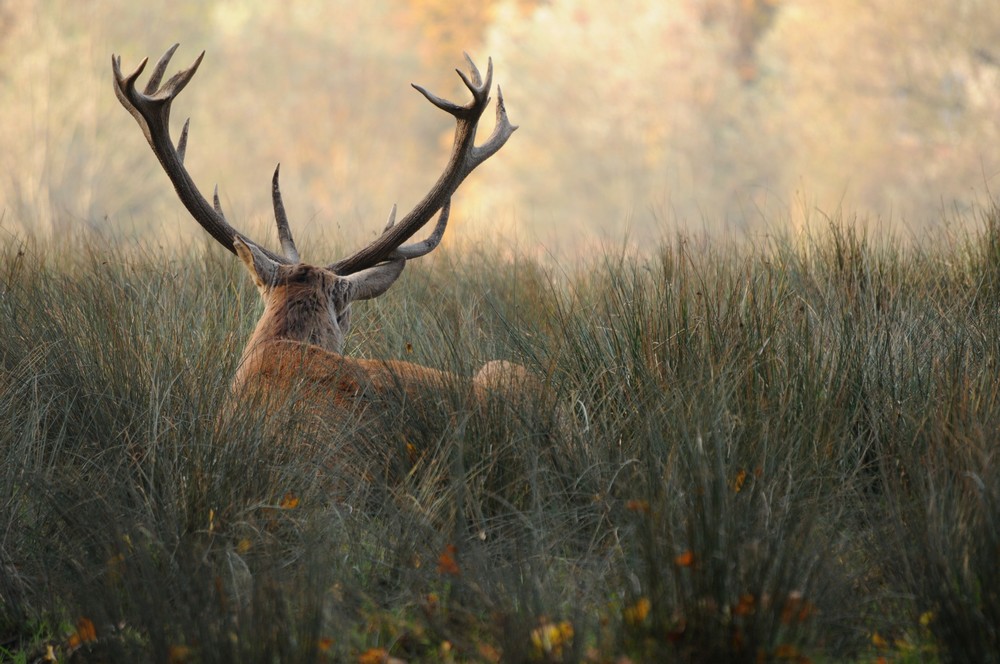 Instant magique avec un cerf