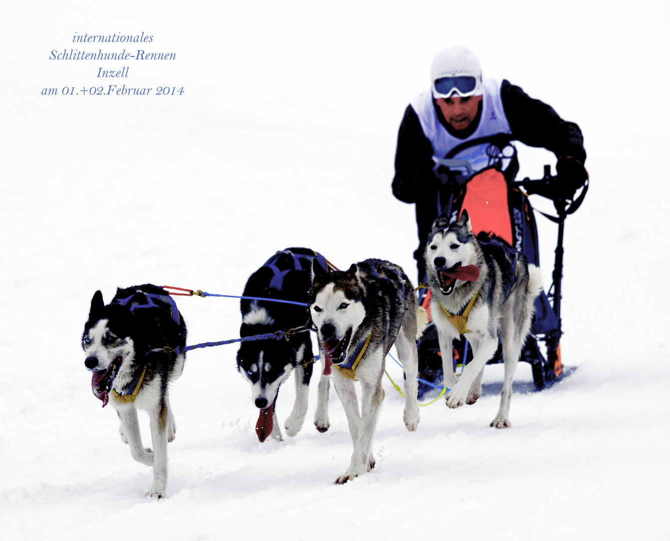 int. Schlittenhunderenn Inzell 2014