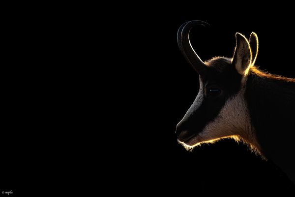 ——— intensity ———