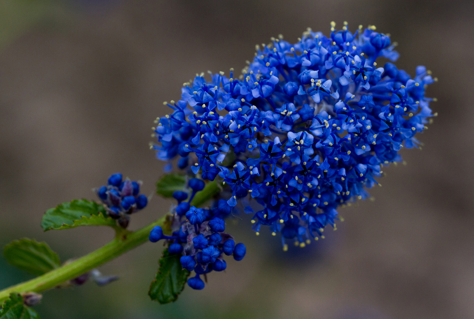 Intensiv Blau