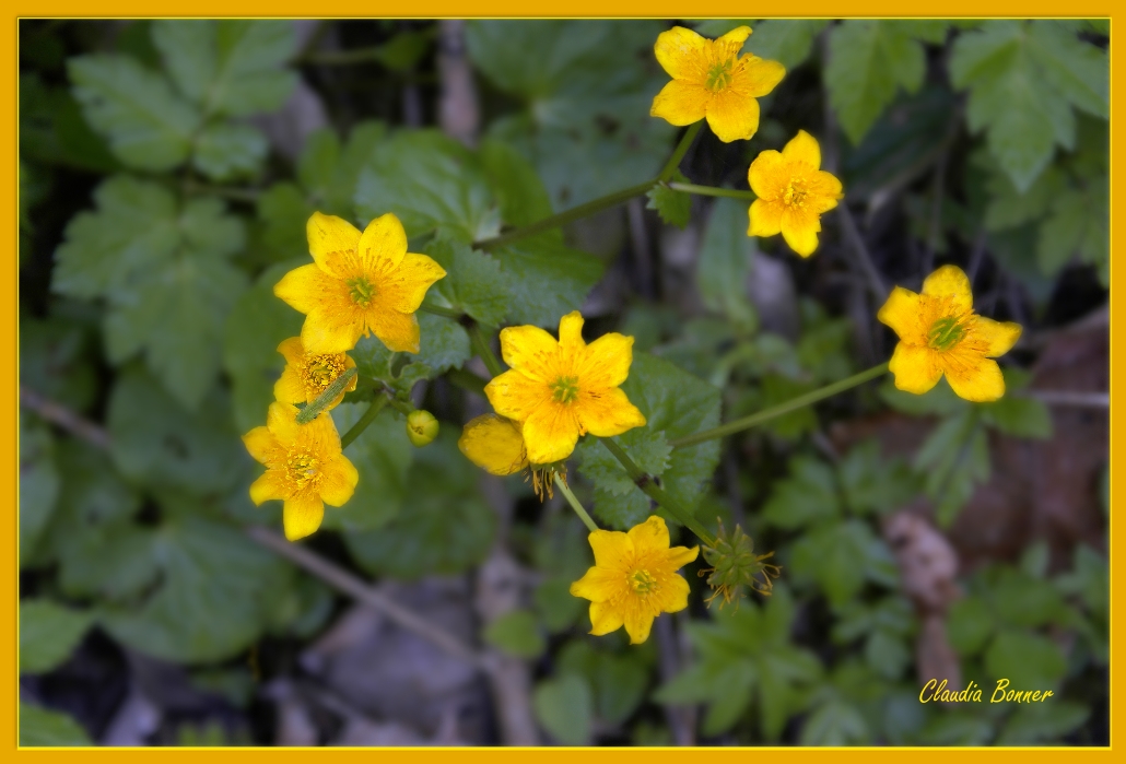 Intensive Farben am dunklen Waldboden