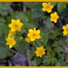 Intensive Farben am dunklen Waldboden