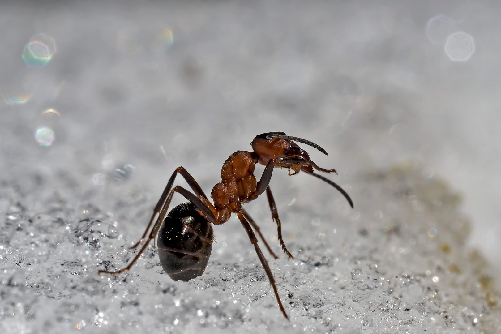 Intensive Körperpflege im Schnee! - La fourmi prend soin de son corps dans la neige...