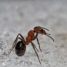 Intensive Körperpflege im Schnee! - La fourmi prend soin de son corps dans la neige...