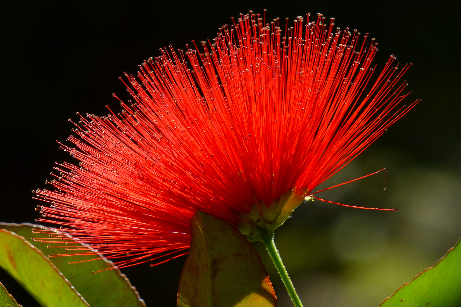 INTENSO ROJO