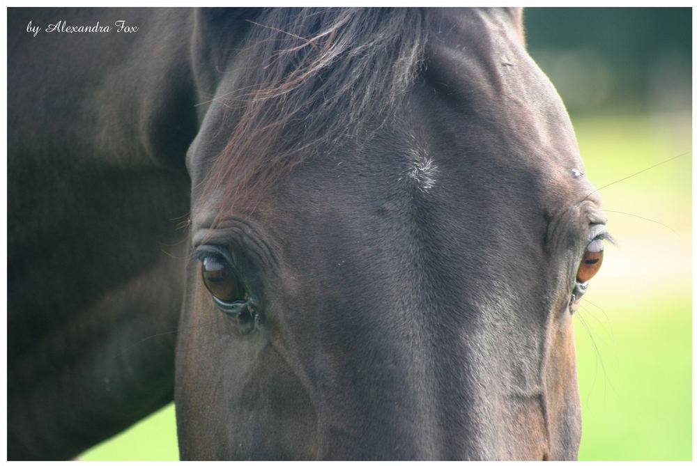 intent eyes of Taris