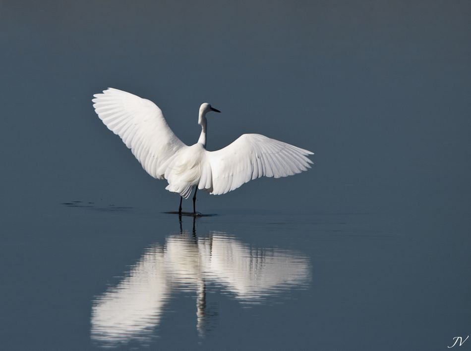 ..intentando volar.. intentando sobrevivir.