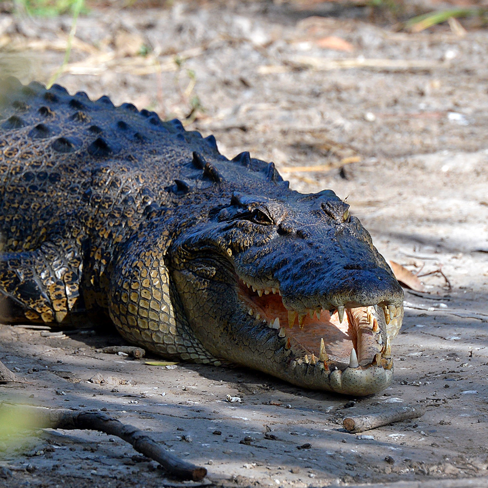 intent.croc