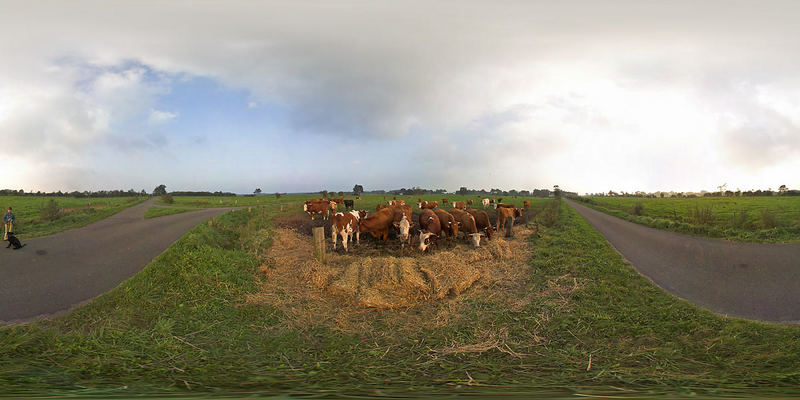 Interaktiv kauende nordfriesische Panoramakühe mit Mädchen und Hund...