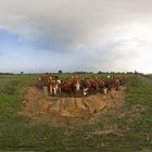 Interaktiv kauende nordfriesische Panoramakühe mit Mädchen und Hund...