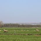 InterCity auf der Hochbrücke