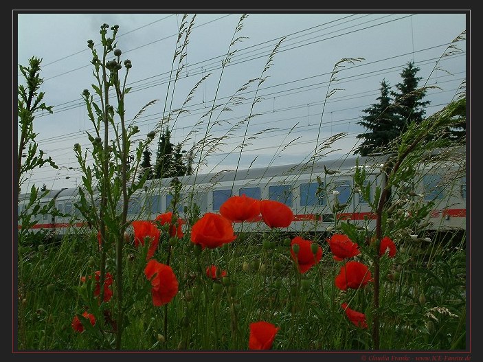 InterCity mit Mohn...