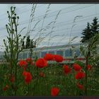 InterCity mit Mohn...