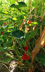 Intercropping-Systems