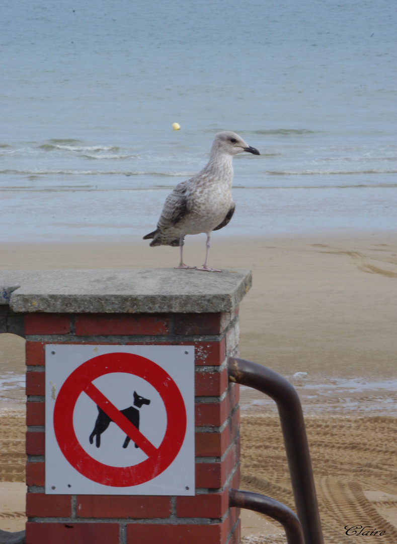 interdit aux chiens pas aux goelands