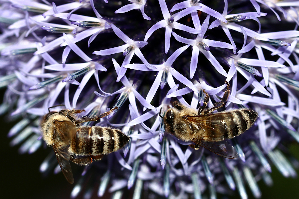 Interessant: Bienen regeln ....