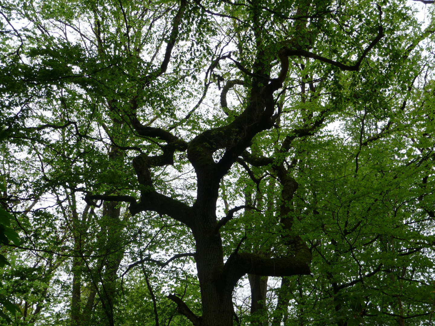 Interessant gewachsener Baum