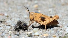 Interessante Begegnung mit der Blauflügeligen Ödlandschrecke 