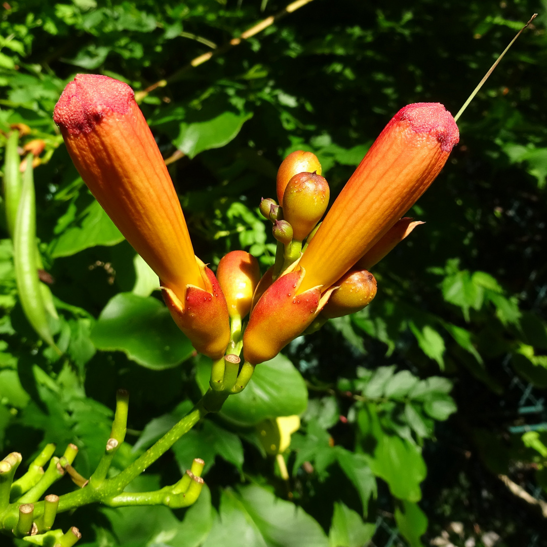 Interessante Blüte