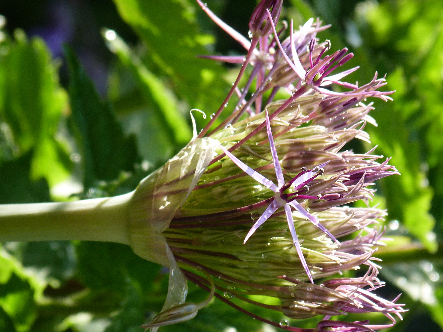 interessante Blüte ;-)