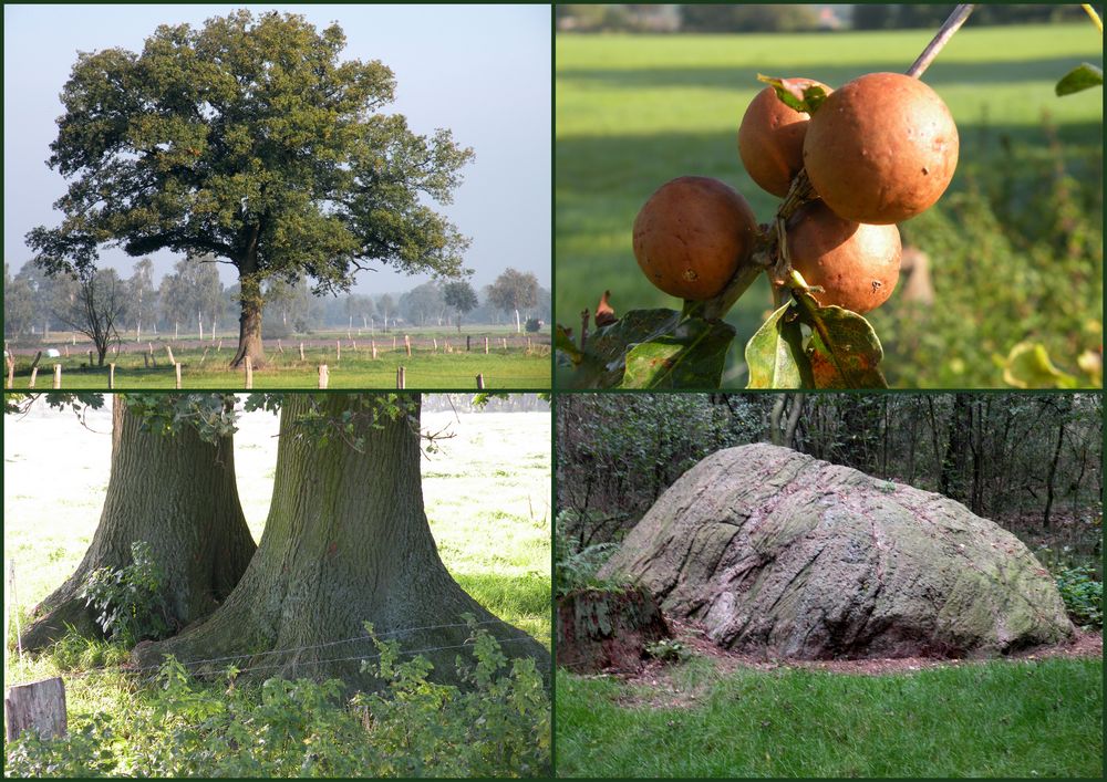 Interessante Dinge,entdeckt am Wegesrand in der Umgebung vom Moorhof in Brokeloh.