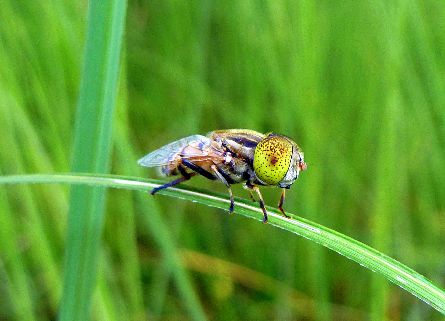 Interessante Fliege