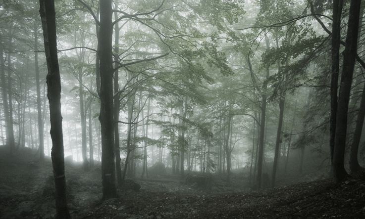 interessante Lichtstimmung im Wald