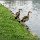 Interessante Masken - fast ein Pärchen "Zorro - Gänse"