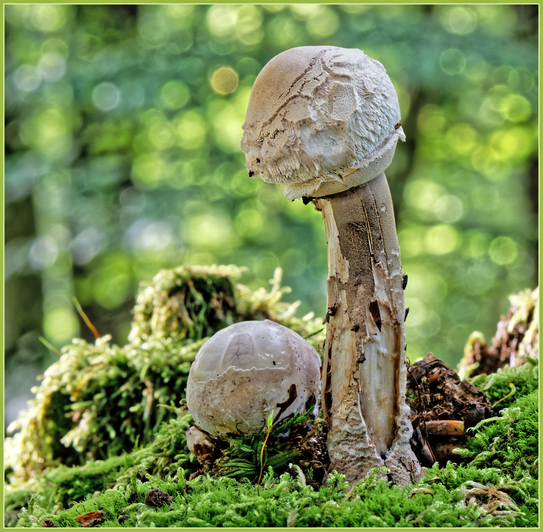 Interessante Pilze im Koblenzer Stadtwald