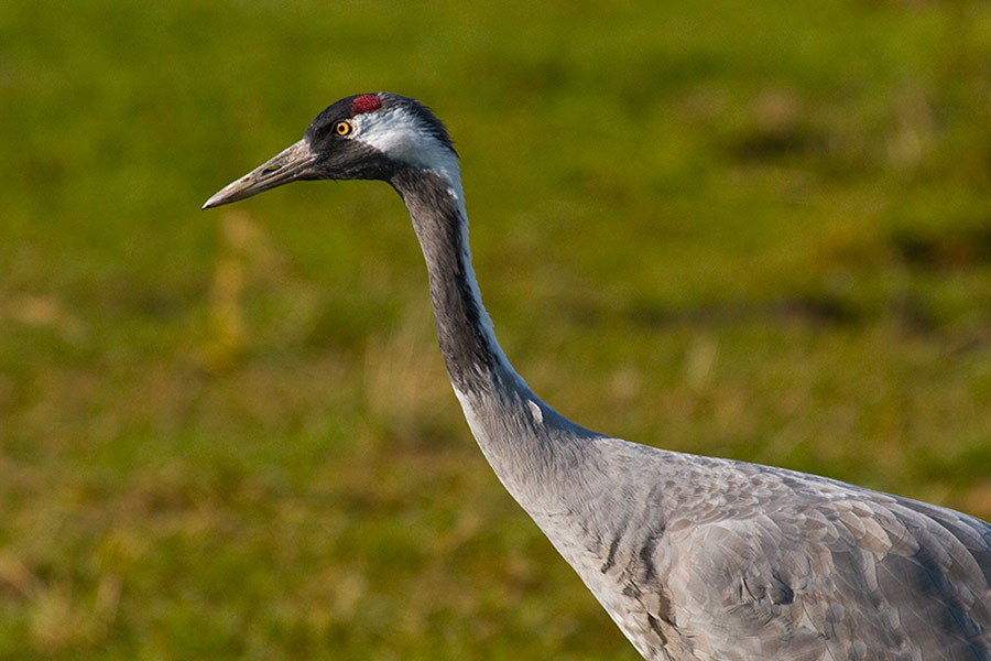 ...interessante Vögel hier..