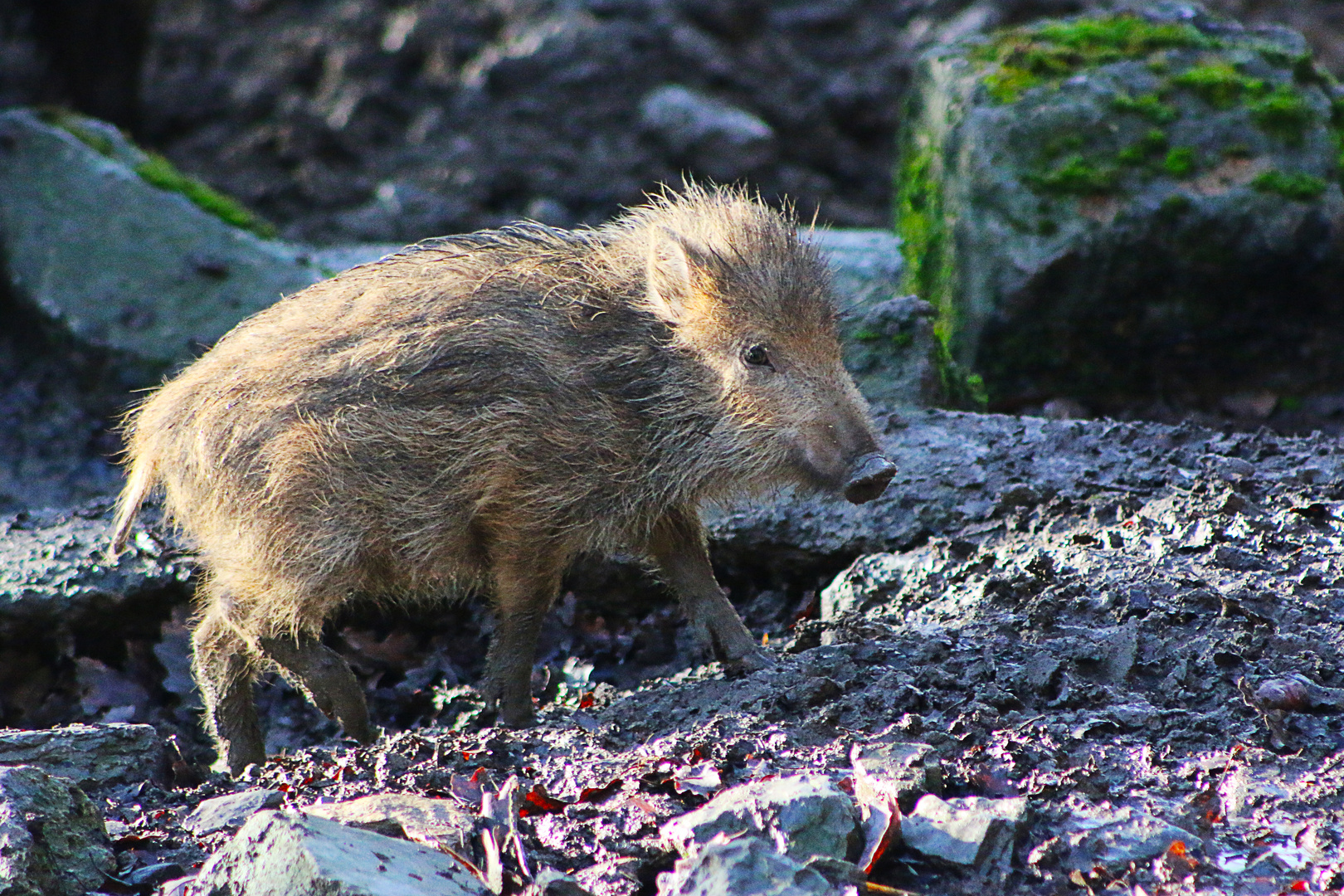 Interessante Wildnis