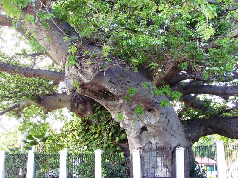 Interessanter Baum ...