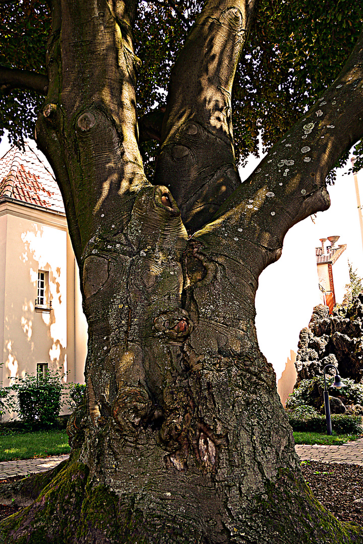 Interessanter Baum mit vielen Gesichtern