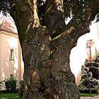 Interessanter Baum mit vielen Gesichtern