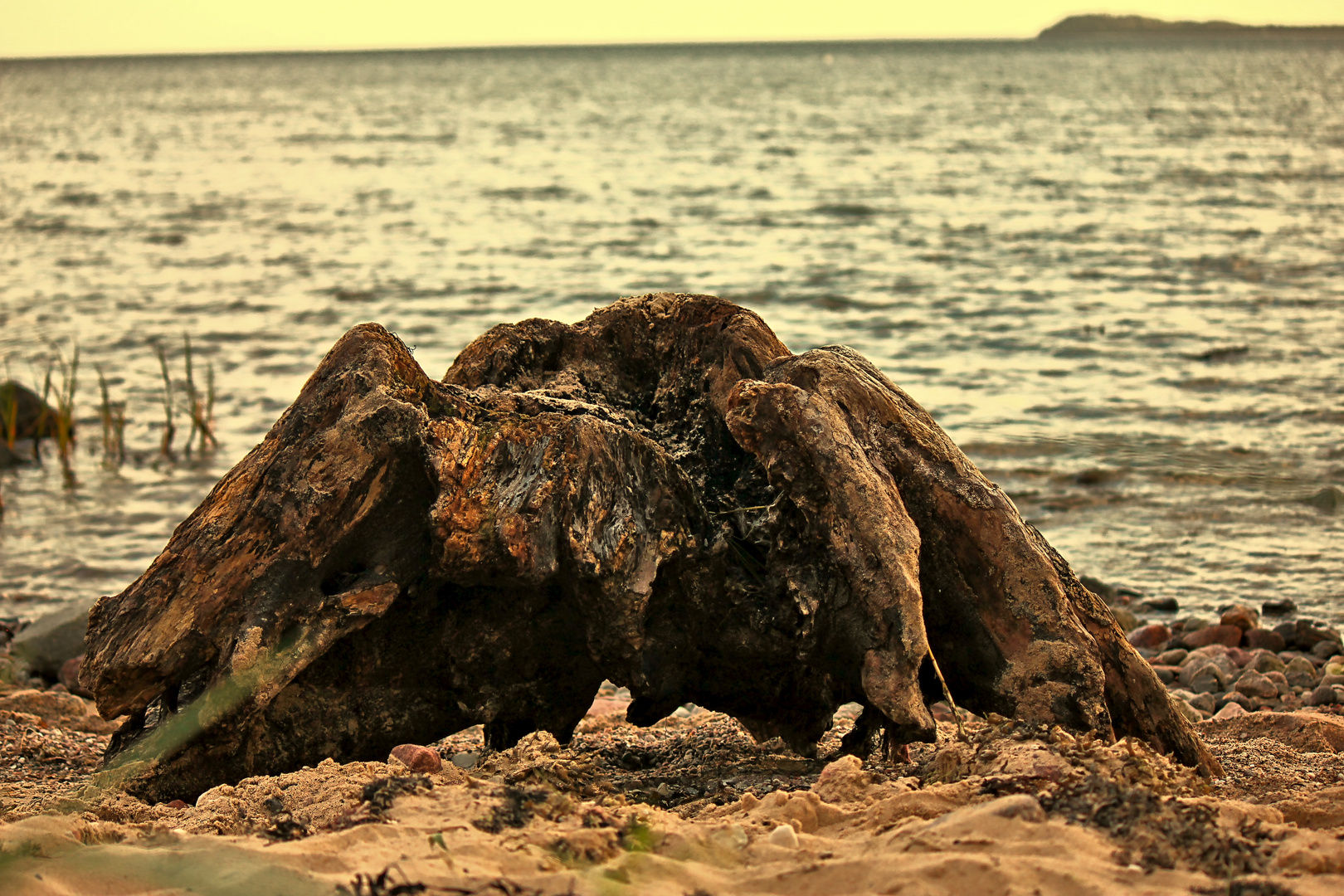 interessanter Fund am Strand 